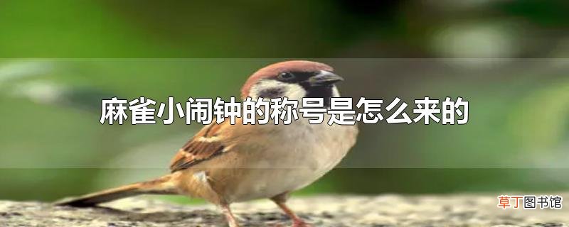 麻雀小闹钟的称号是怎么来的