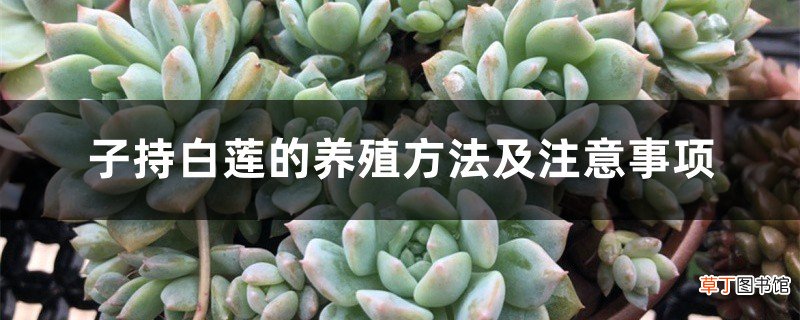 子持白莲的养殖方法及注意事项