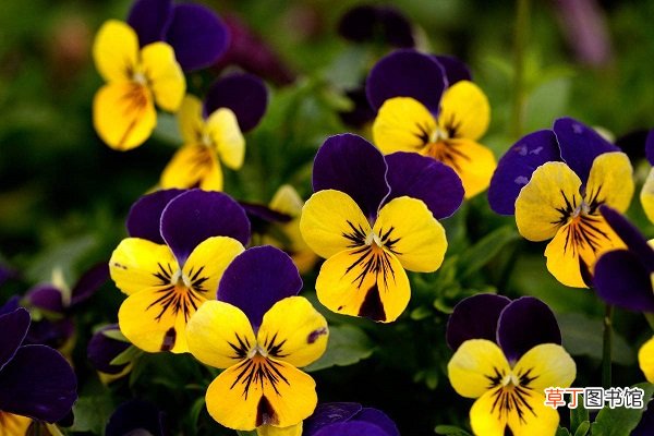 角堇的花期