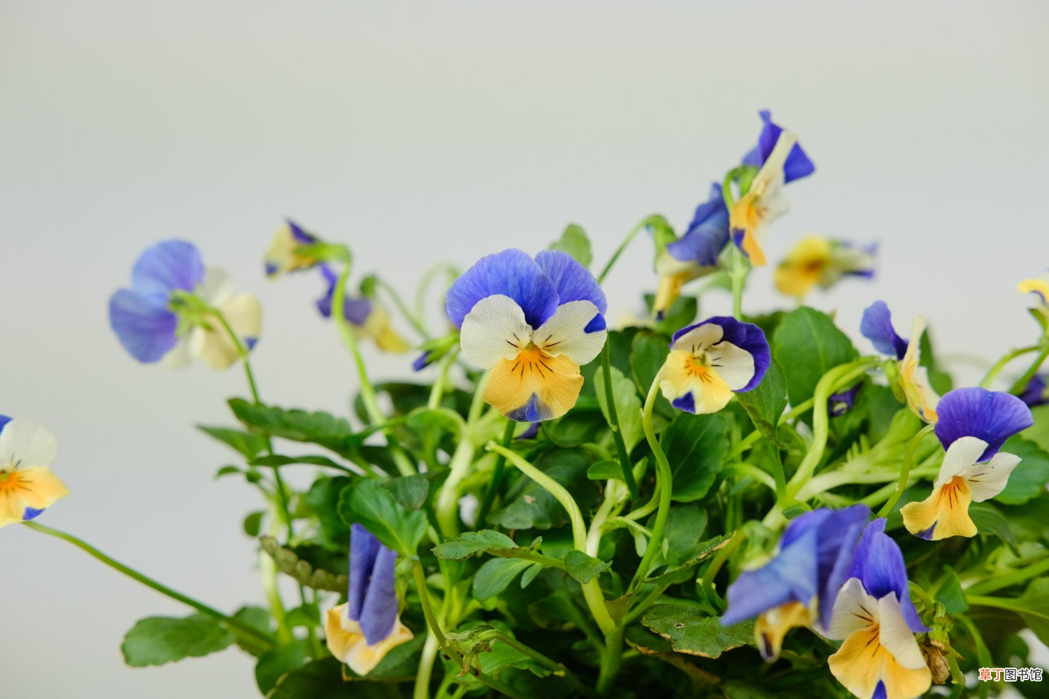 角堇的花期