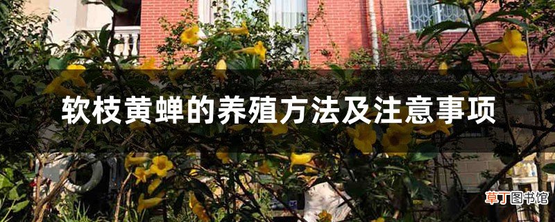 软枝黄蝉的养殖方法及注意事项