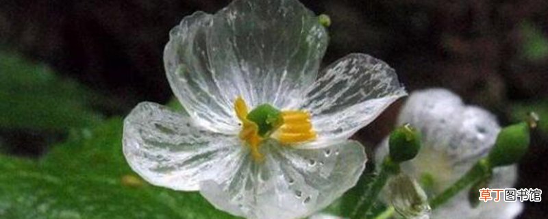 山荷叶花为什么变透明