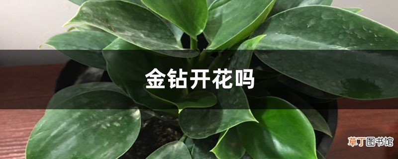 金钻开花吗