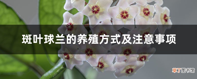 斑叶球兰的养殖方式及注意事项