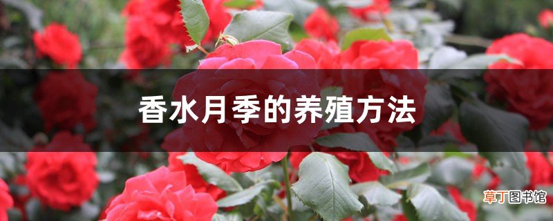 香水月季的养殖方法