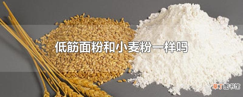 低筋面粉和小麦粉一样吗
