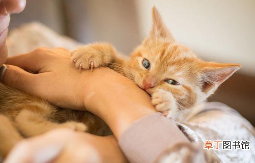 小猫抓伤出血有事吗-小猫抓伤了一点点皮有事吗