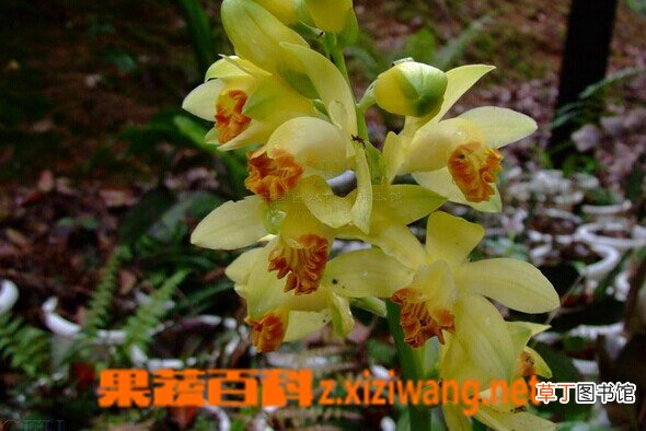 黄花鹤顶兰的功效与作用 黄花鹤顶兰的养殖要点