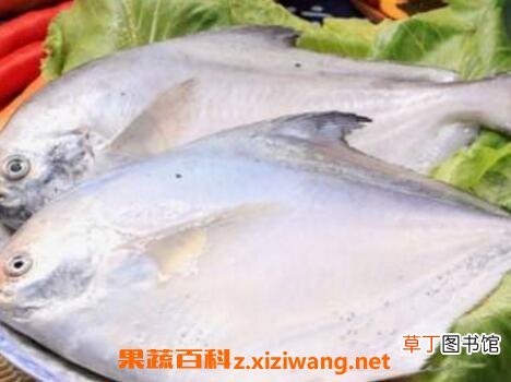 白仓鱼的营养价值与功效作用