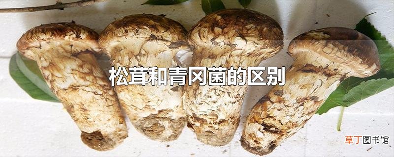 松茸和青冈菌的区别