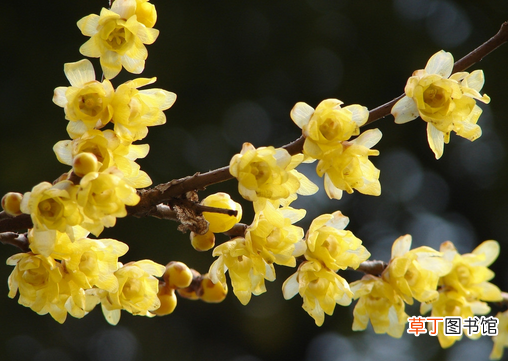 梅花的功效与作用