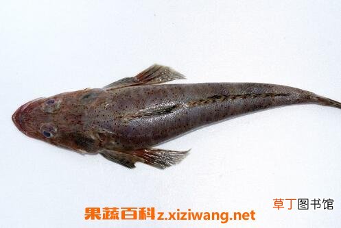 牛尾鱼的功效与作用