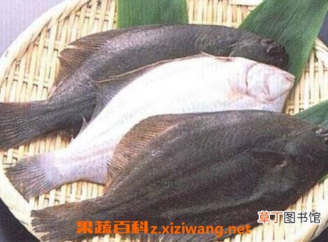 鸦片鱼的营养价值及功效作用