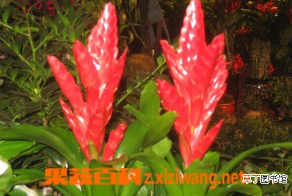 火剑凤梨的功效与作用 火剑凤梨的种植要点