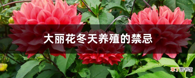 大丽花冬天养殖的禁忌