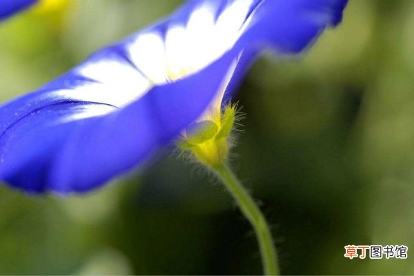 三色旋花怎么养