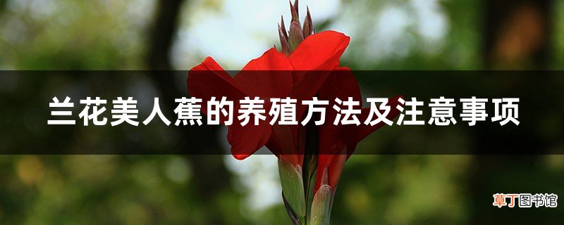 兰花美人蕉的养殖方法及注意事项