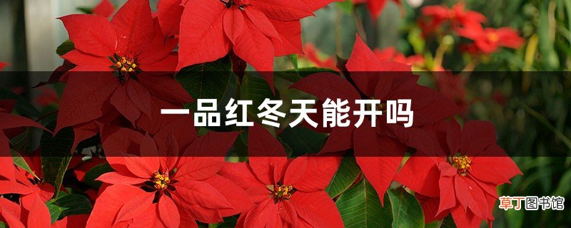 一品红冬天能开吗