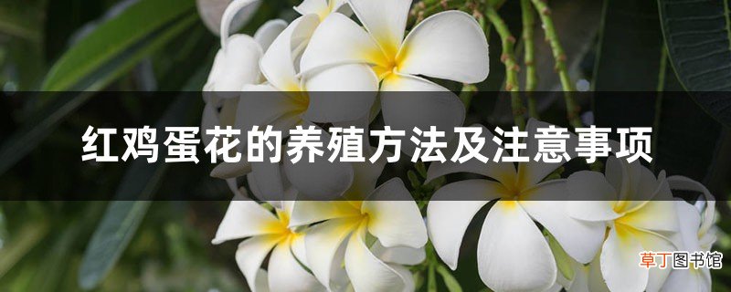红鸡蛋花的养殖方法及注意事项