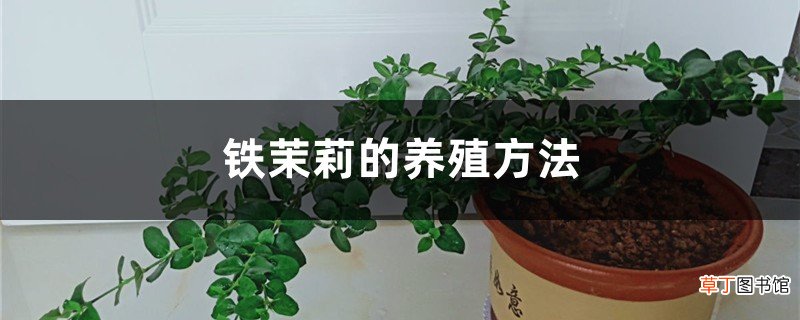 铁茉莉的养殖方法