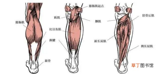 小腿肌肉疼痛是什么原因-导致小腿肌肉疼痛的原因有哪些