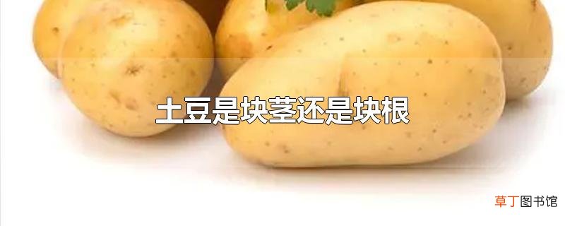 土豆是块茎还是块根