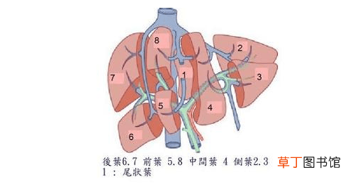肝癌早期会舌苦吗-舌苦是肝癌早期吗