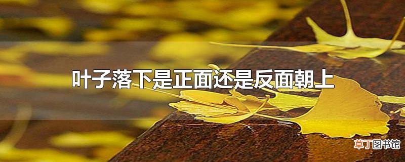 叶子落下是正面还是反面朝上