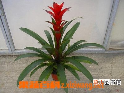 五彩红星的功效与作用