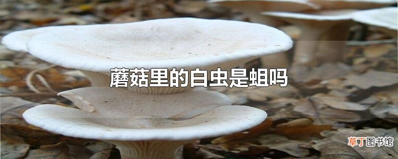 蘑菇里的白虫是蛆吗