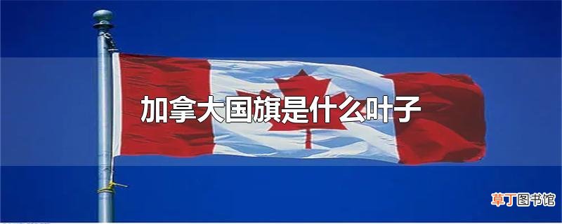加拿大国旗是什么叶子