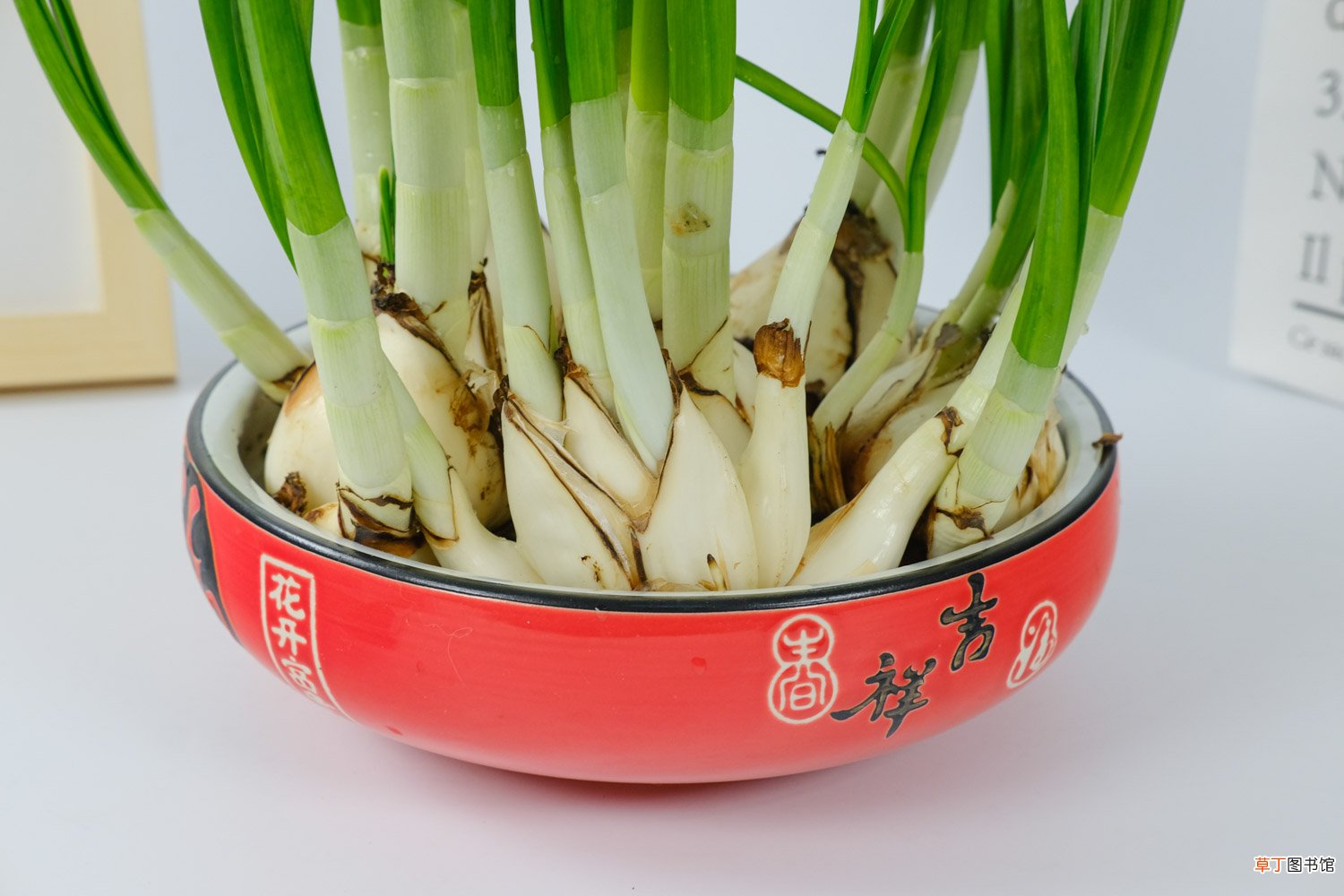 水仙花在冬天容易活吗