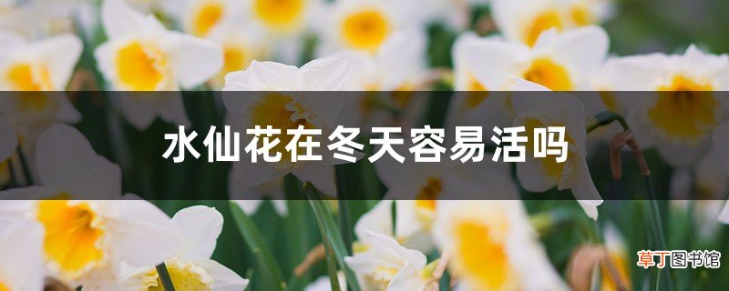 水仙花在冬天容易活吗