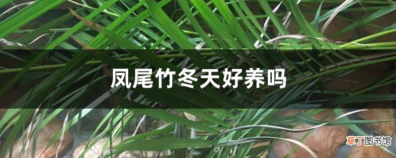 凤尾竹冬天好养吗