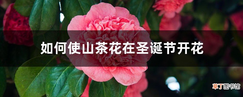 如何使山茶花在圣诞节开花