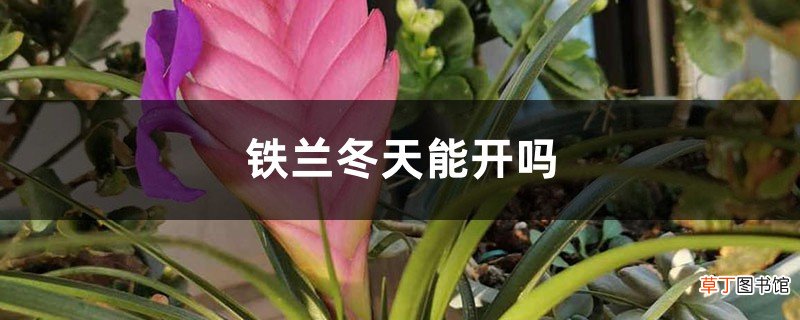 铁兰冬天能开吗