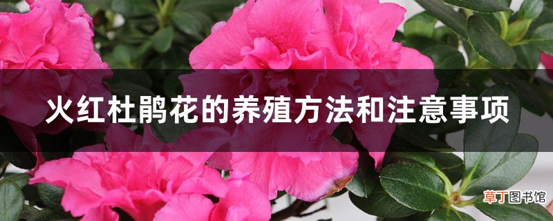 火红杜鹃花的养殖方法和注意事项