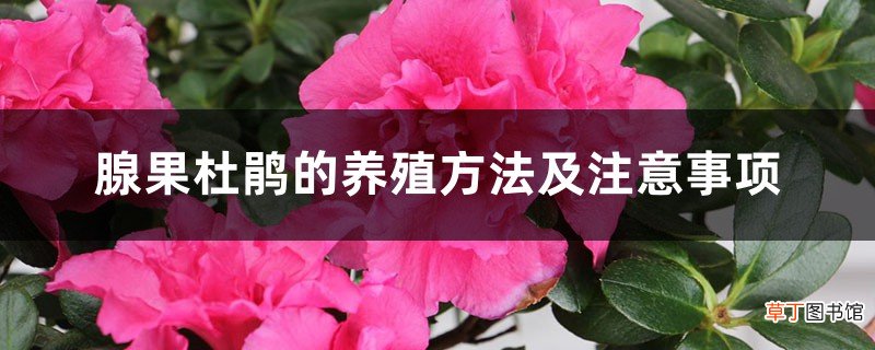 腺果杜鹃的养殖方法及注意事项