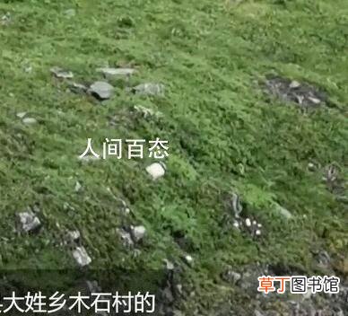 用手机拍下了这一珍贵的场景 村民找牛途中偶遇大熊猫