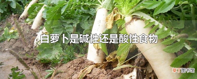 白萝卜是碱性还是酸性食物