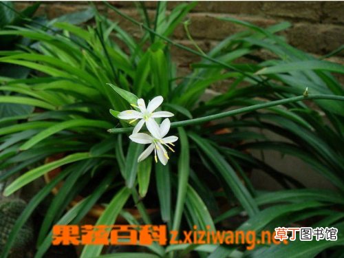 西南吊兰的功效与作用