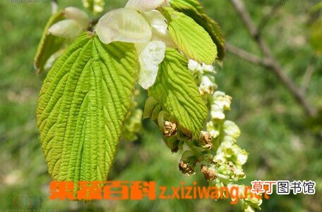 蜡瓣花的功效与作用