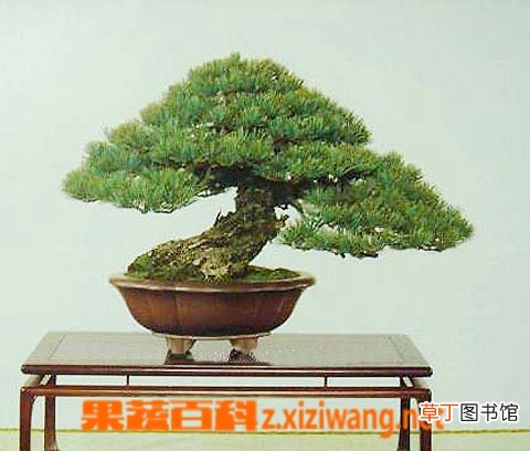 五针松的功效与作用