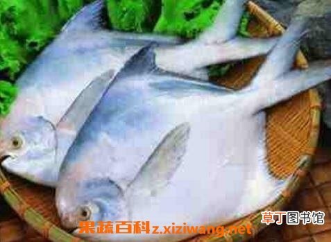 昌鱼的功效与作用 吃昌鱼的好处