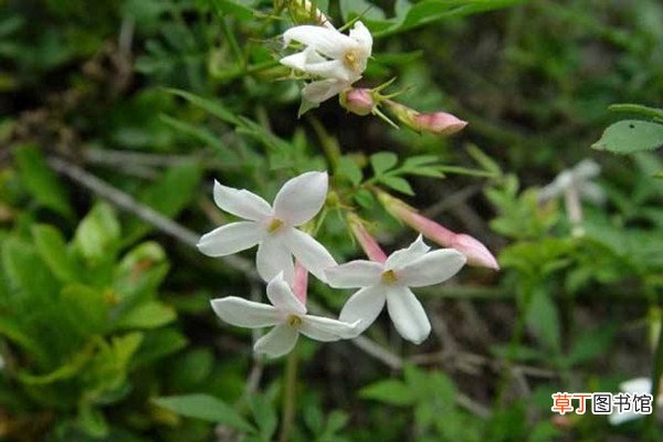 素方花的养殖方法及注意事项