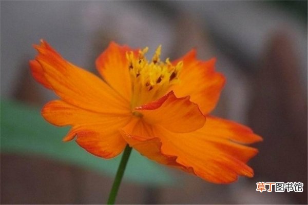 黄秋英的养殖方法及注意事项
