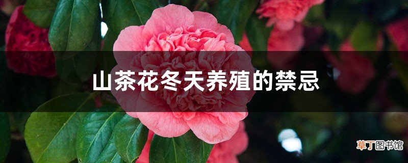 山茶花冬天养殖的禁忌