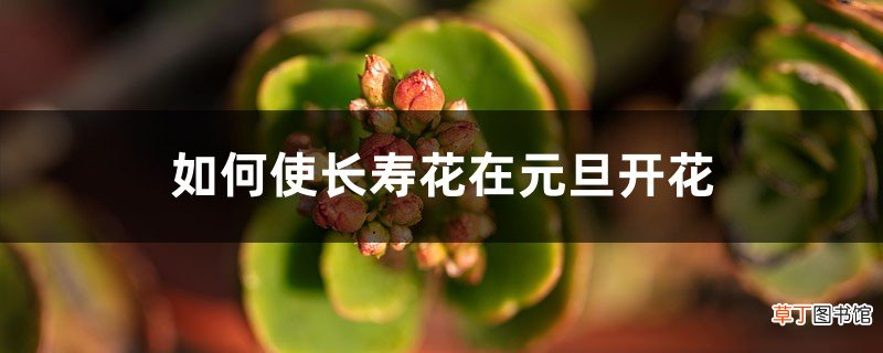 如何使长寿花在元旦开花