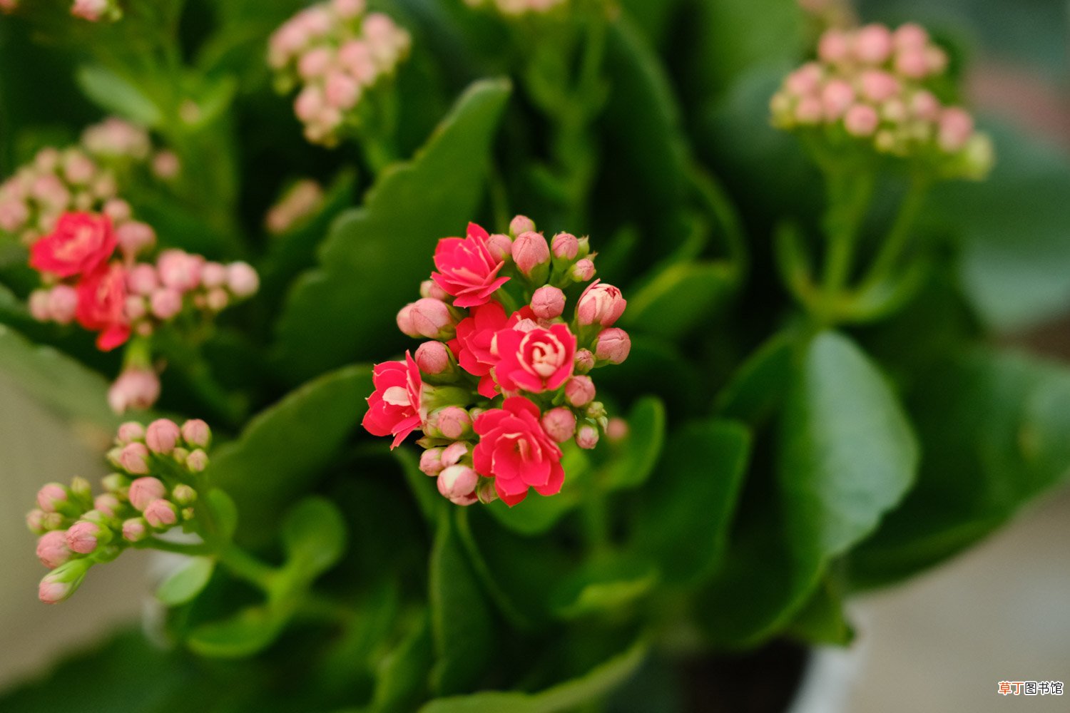 长寿花冬天能开花吗？