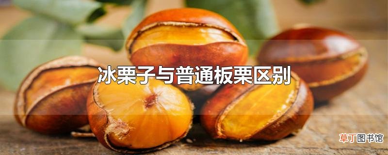 冰栗子与普通板栗区别